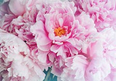 A single light pink peony with its dark yellow stamen visible