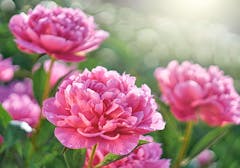 Three deep purple peonies, blossoming in a field