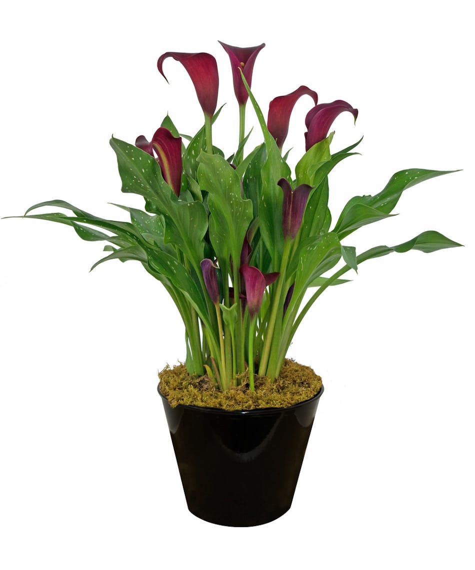 Calla Lily Zeidler's Flowers Newburgh Flower Delivery