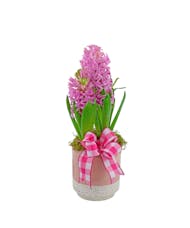 Blooming  Hyacinth