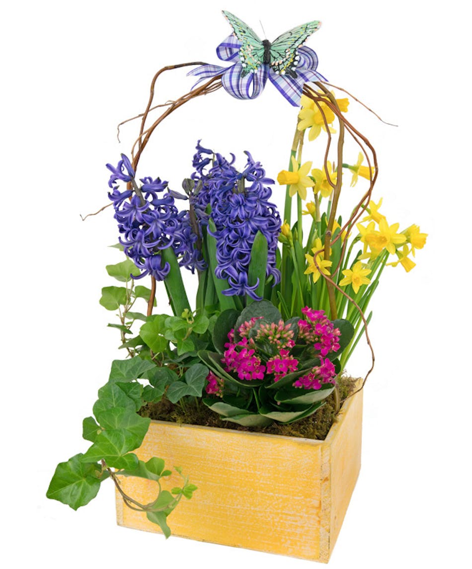 Hyacinths, daffodils, kalanchoe and ivy in a wooden planter box.