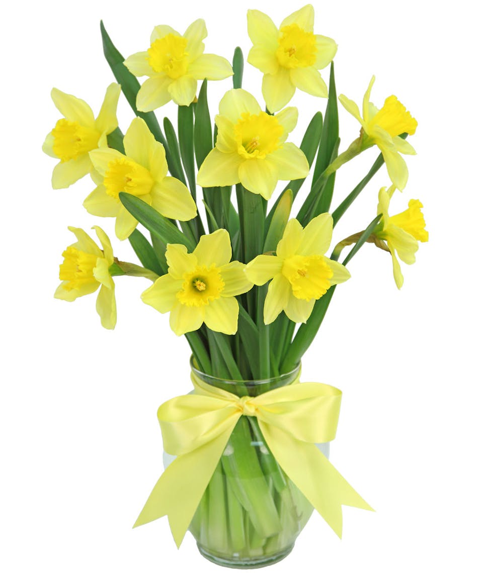 Sunny yellow daffodils will make their day!