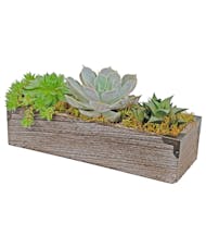 Succulent Tray