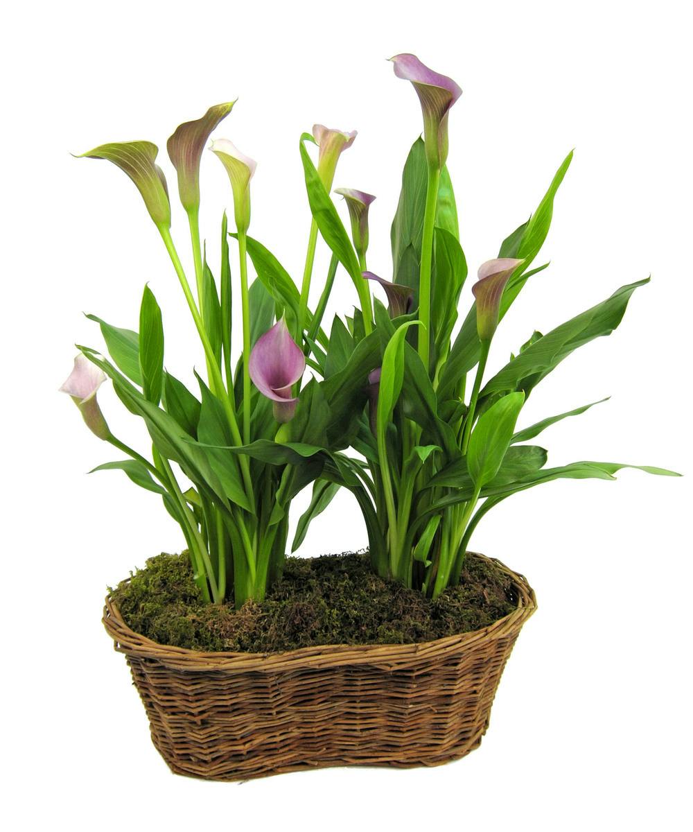 Double Calla Lily Basket Zeidler's Flowers