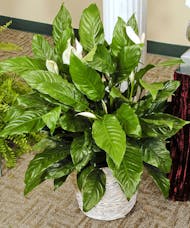 Cherish - Green Plant