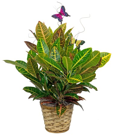 Croton Plant with Butterflies