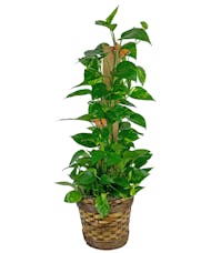 Pothos Totem with Butterflies