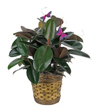 Rubber Plant with Butterflies