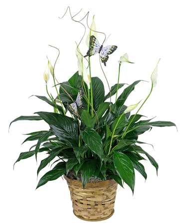 Peace Lily with Butterflies