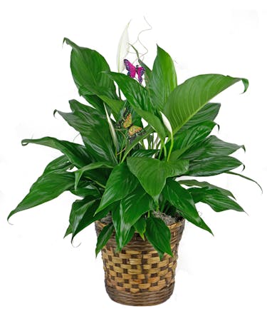 Peace Lily with Butterflies